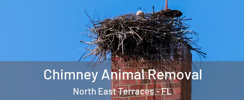 Chimney Animal Removal North East Terraces - FL